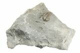 .75" Partially Enrolled Flexicalymene Trilobite - Ohio - #201132-1
